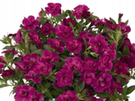 К3 Калибрахоа aloha double purple