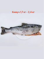 Кижуч без головы от 2,4 кг свежемороженый штучной заморозки