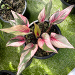 Каладиум PLOY CHOMPHU – PINK GEM