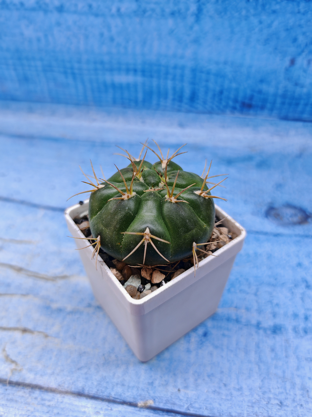 Gymnocalycium Orientale (Гимнокалициум)