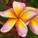 Плюмерия MORLAND