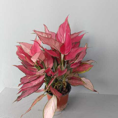 Аглаонема Ред Энджел