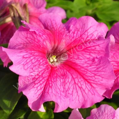 S60141 Петуния кустовая Grandiflora Limbo GP Rose Veined 100 шт.