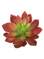 Суккулент 106 красный