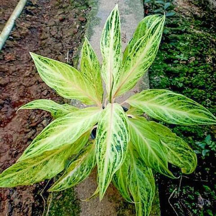 Аглаонема WHITE PANAMA