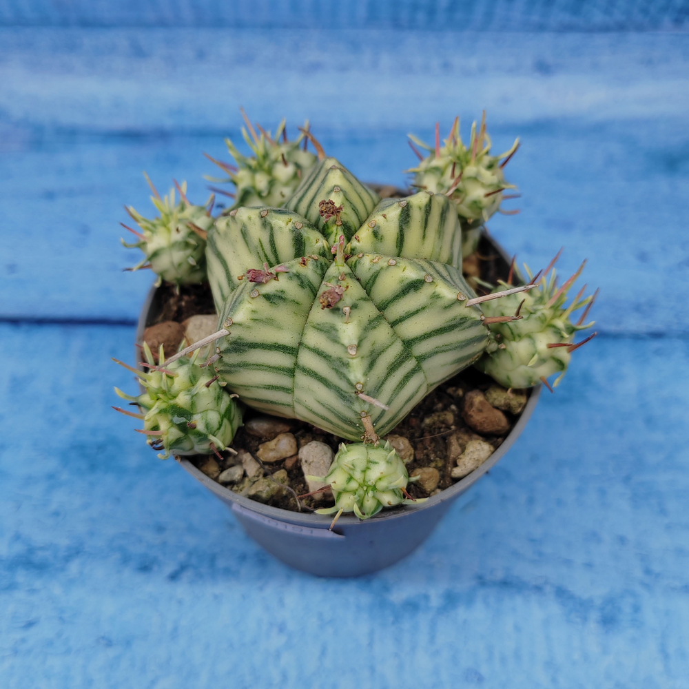 Euphorbia meloformis f. Variegated (Эуфорбия вариегатная)