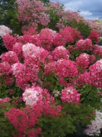 Гортензия метельчатая Даймонд Руж