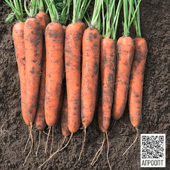 Норвегия F1 семена моркови нантской (Bejo / Бейо)
