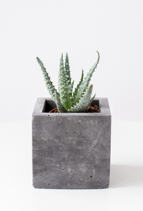 Алоэ Хумилис