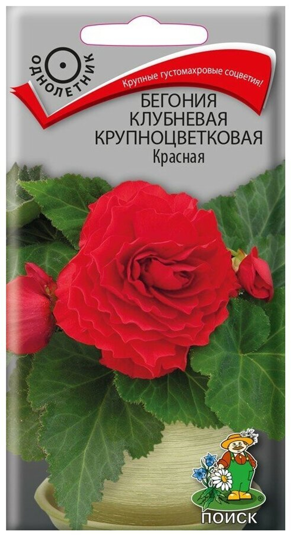 Бегония клубневая Красная