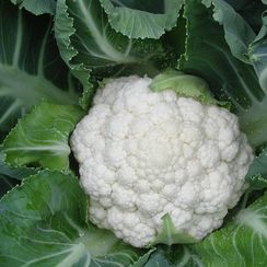 СОЛИСТАР F1 семена капусты цветной (Syngenta | Alexagro)