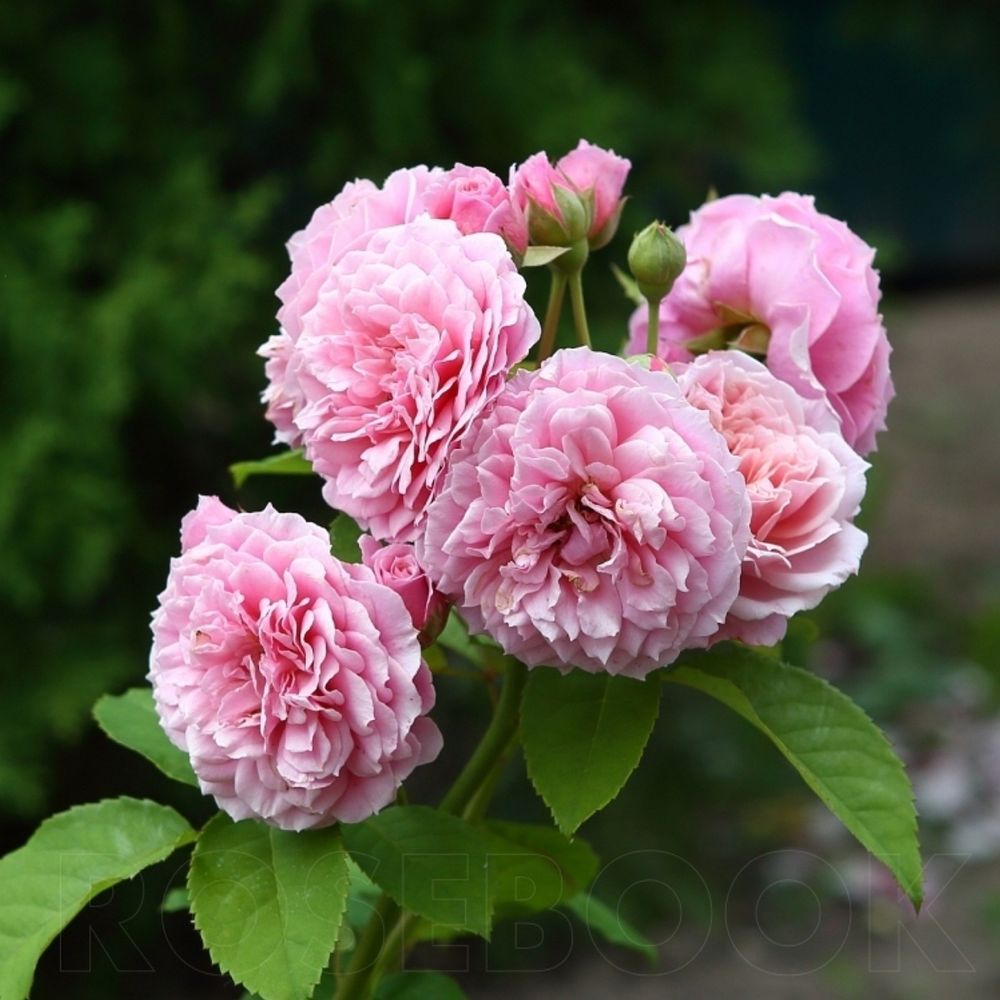 Вильям Кристи (William Christie)