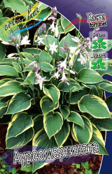 Hosta Aureomarginata (fortunei) 1шт.