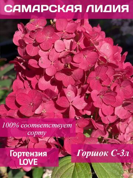 Самарская Лидия гортензия метельчатая
