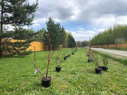 Началась посадка кустарников на Пейзажной улице