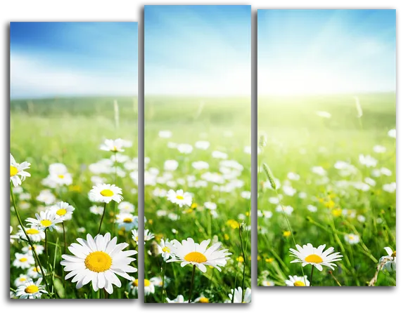 Модульная картина "Ромашковое поле"