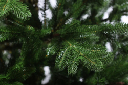 Ель искусственная Прайм 185 см