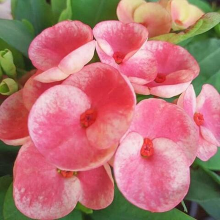 Эуфорбия Миля THONG RAYA