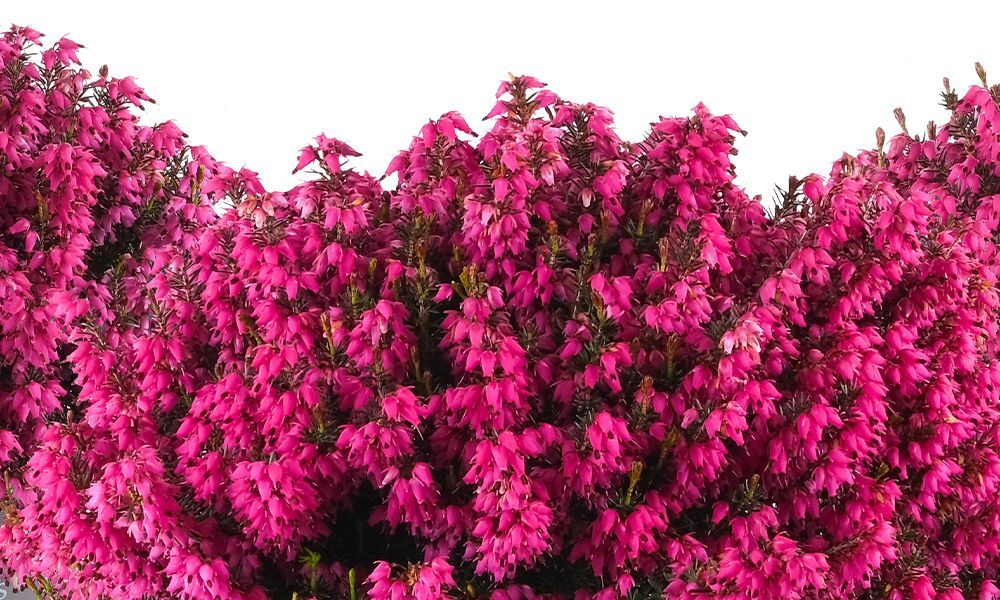 Эрика из серии Winter Ladies Р9 Закупка М41 наличие