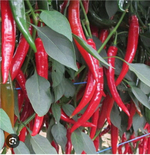 Перец острый Шакира F1 -Shakira 1000 семян