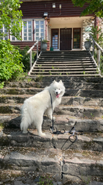 Поводок перестежка 3 метра , для собак из Биотана , 15 мм , черный / зебра