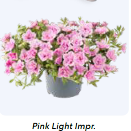 ЕВРО Калибрахоа Cabaret® Double Light Pink укорененный черенок ОКС февраль 26 Florensis