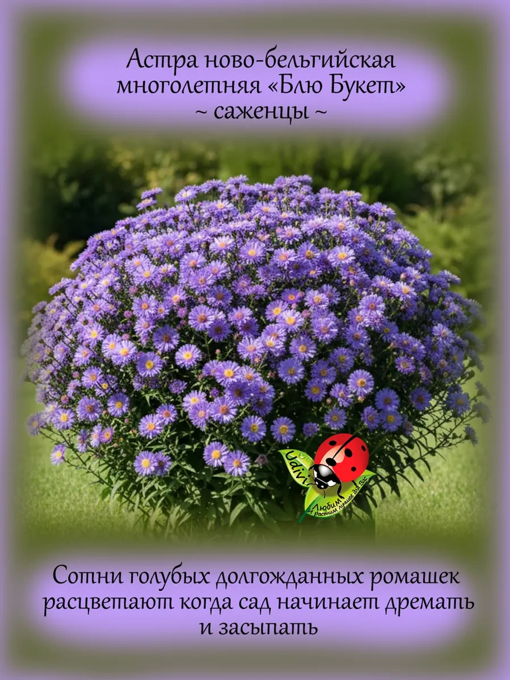 Астра Блю букет новобельгийская многолетняя