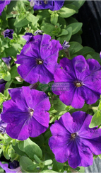 Петуния MAMBO GP MID BLUE