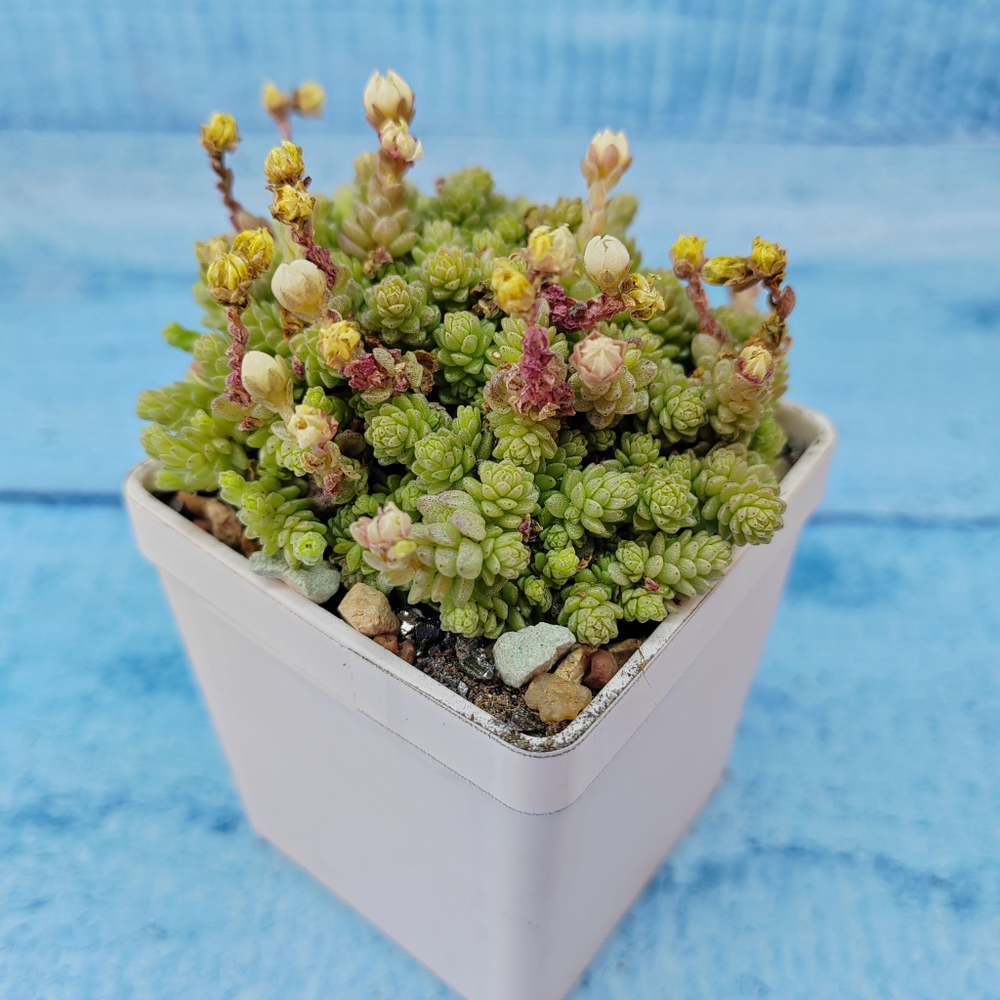 Sedum compactum (Седум)