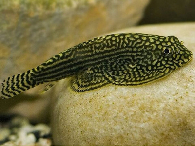 Псевдоскат Севилья