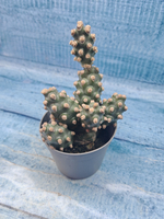 Tephrocactus Molinensis (Тефрокактус)