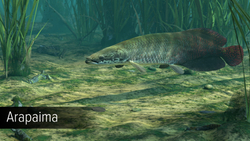 Ultimate Fishing Simulator - Amazon River (для ПК, цифровой код доступа)