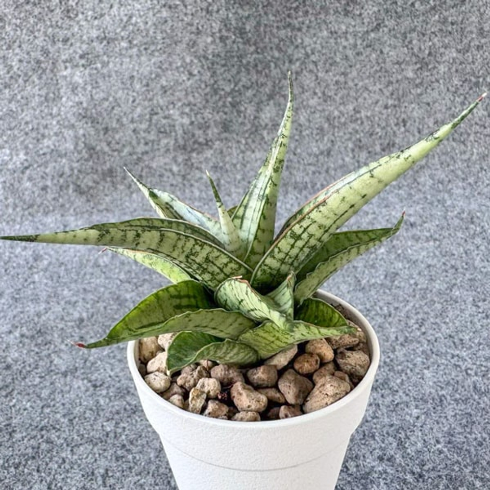 Сансевиерия ICICLE