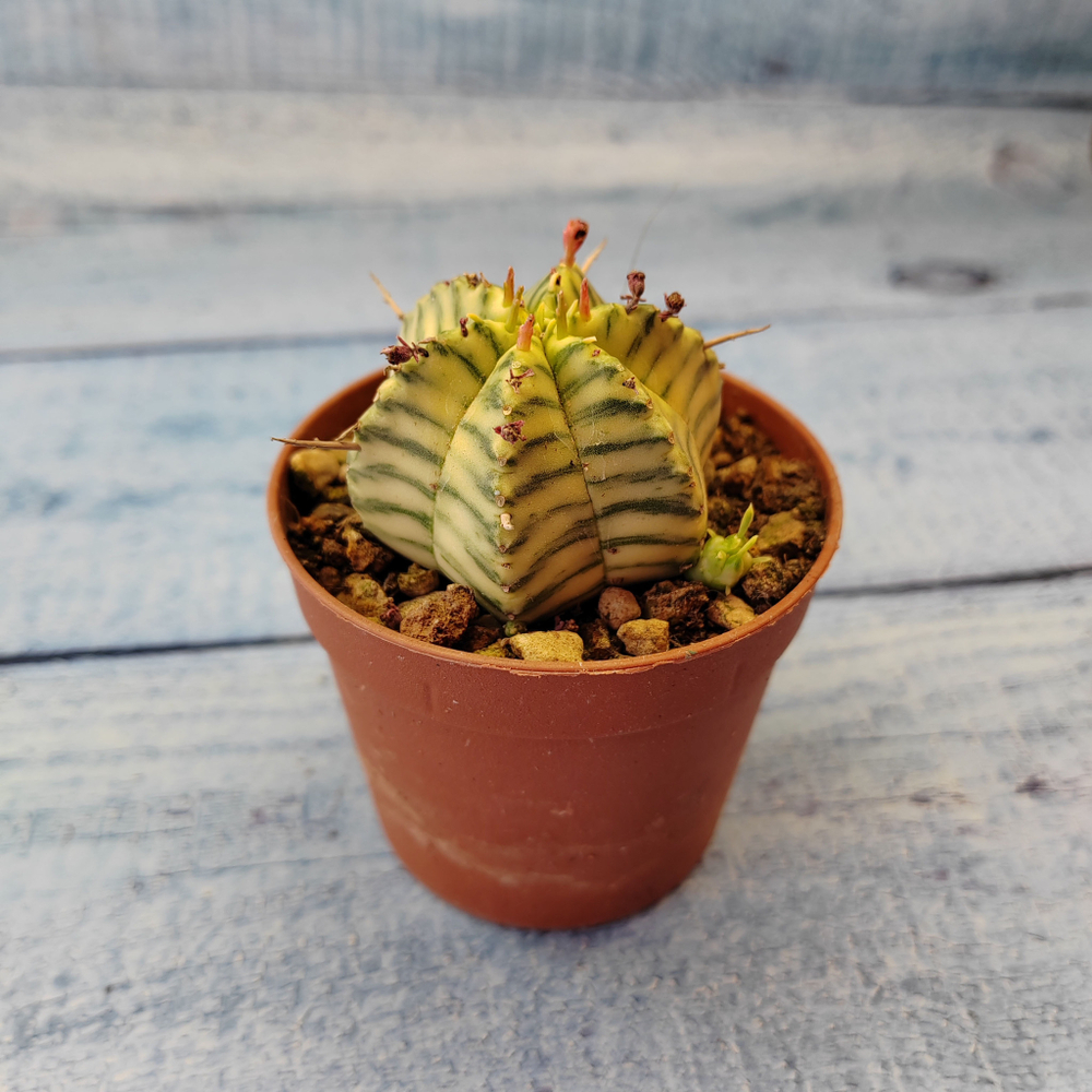 Euphorbia meloformis f. Variegated (Эуфорбия вариегатная)
