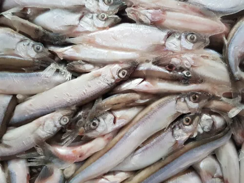 Мойва н/р с/м (1/20) 