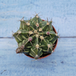 Gymnocalycium Friedrichii (Гимнокалициум)