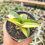 Сансевиерия ROBUSTA YELLOW