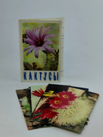 Кактусы (набор из 15 открыток)