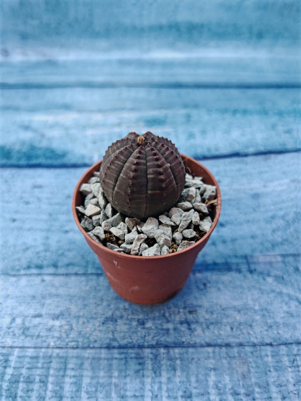 Суккулент Euphorbia Obesa (Эуфорбия)
