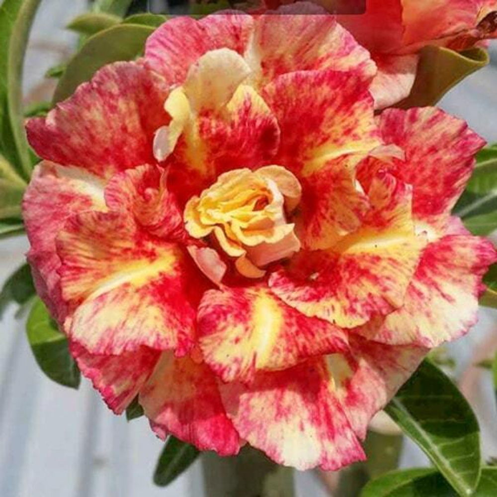 Адениум обесум 346 Họa Long