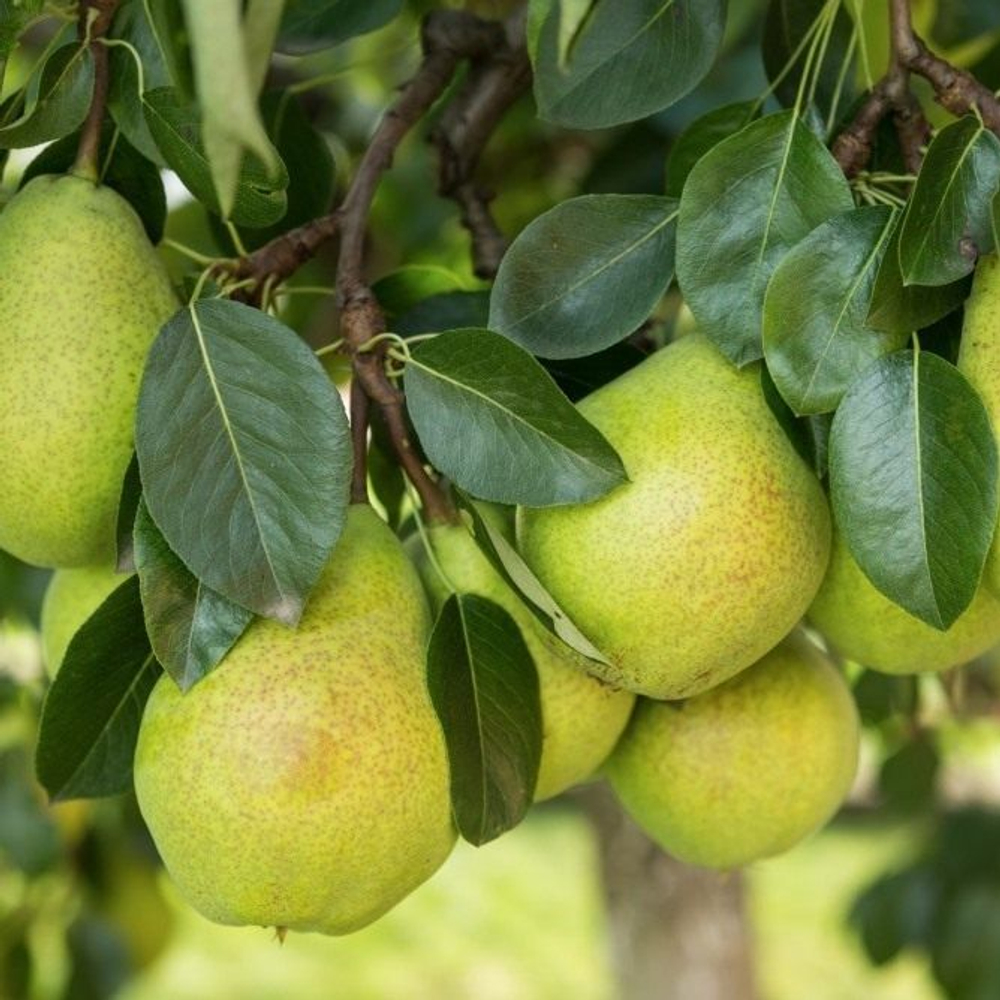 Груша Любимица Яковлева