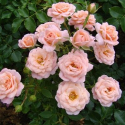 Роза миниатюрная Пич Клементин куст Закупка М57 июнь 2026