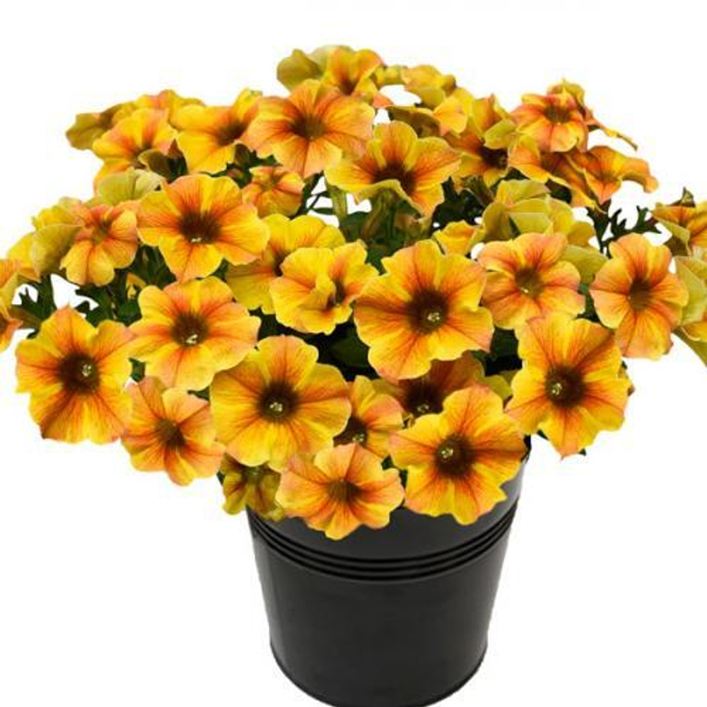 Петхоа BEAUTICAL Caramel Yellow
