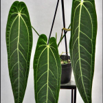 Антуриум WAROCQUEANUM DARK&NARROW S