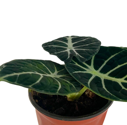 Алоказия Black Swan д.10