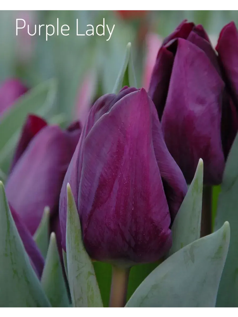 Тюльпаны,луковицы 12+ сорт Purple Lady (3 штуки)