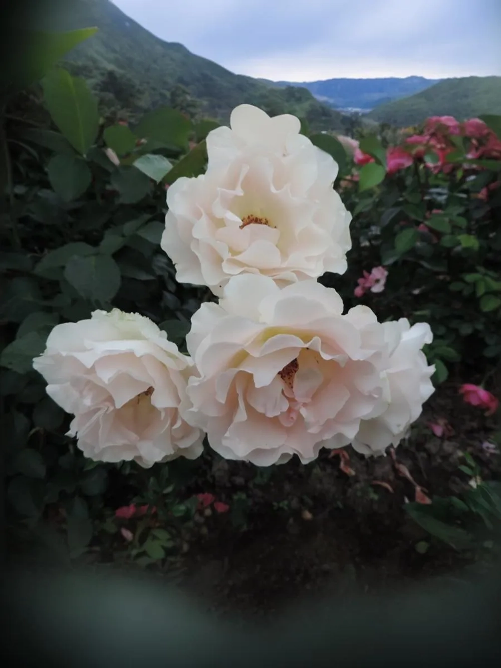 Роза шраб Рококо