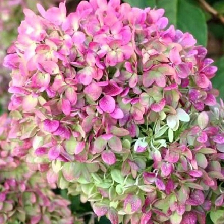 Гортензия Метельчатая Пастелгрин