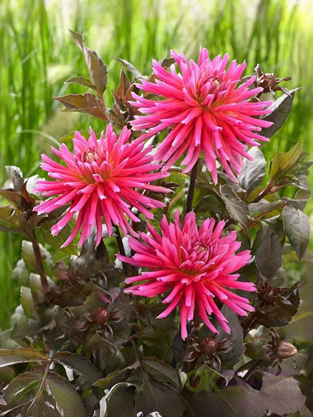 Георгин бордюрный Сити оф Лейден