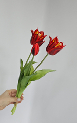 Тюльпаны лилиецветные / Арт 2524